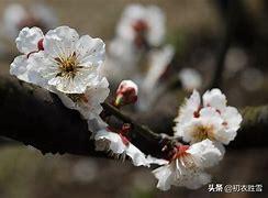 寒梅安卓版岳飞满江红